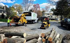 How Our Tree Care Process Works  in  Inglewood, CA