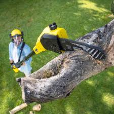 Best Commercial Tree Services  in Inglewood, CA