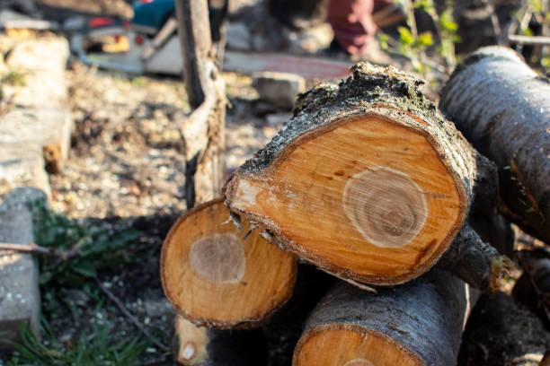 Best Seasonal Cleanup (Spring/Fall)  in Inglewood, CA