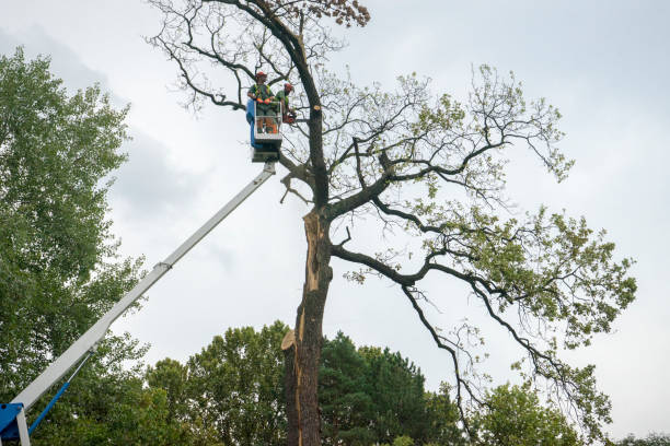 Best Tree Trimming and Pruning  in Inglewood, CA